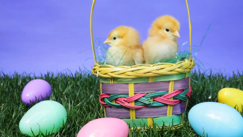 Chicks as Easter pets