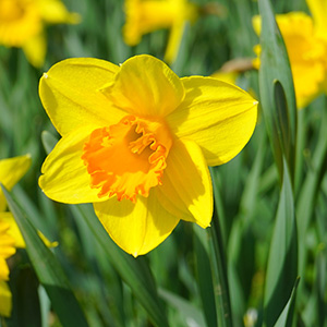 Daffodils for Easter