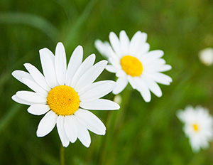 Daisies for Easter