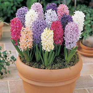Hyacinth for Easter