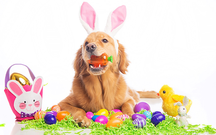 Ideas for Easter Pets