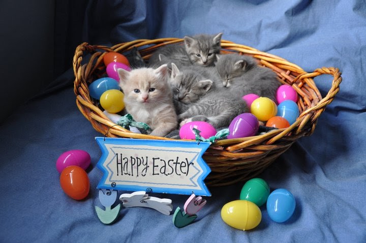Kittens in Easter Basket